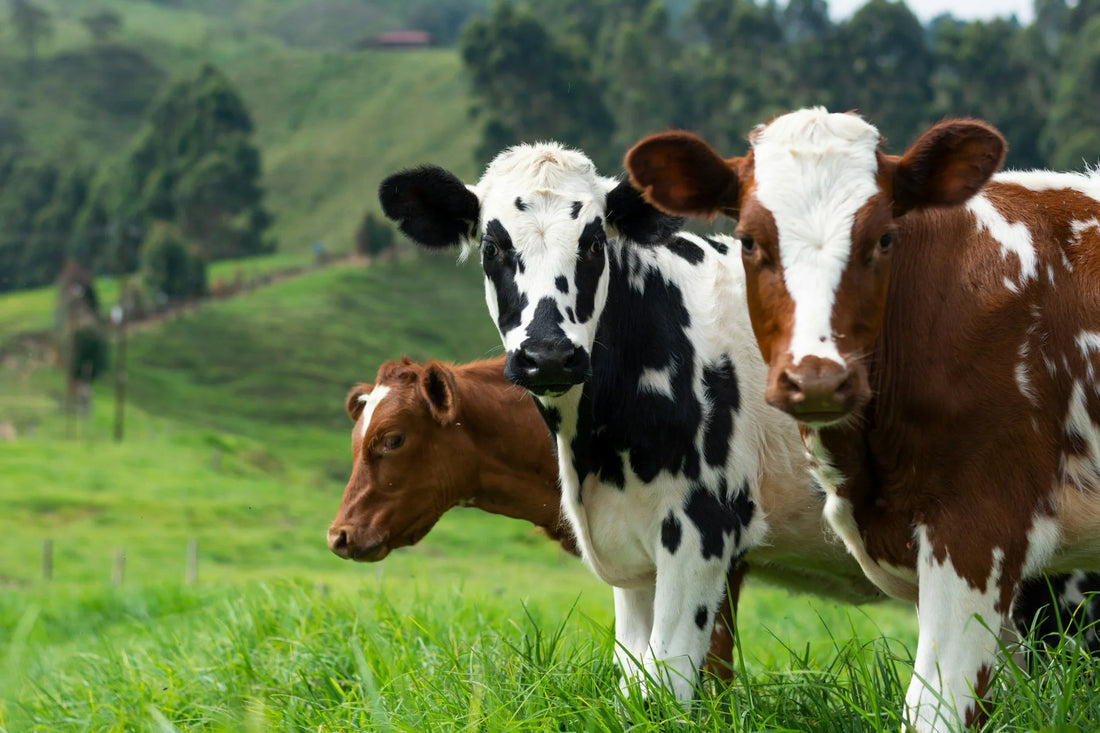 Grass-Fed vs. Grain-Fed Tallow — Why It Matters for Your Skin